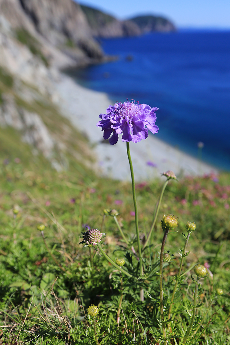 Image of Scabiosa lachnophylla specimen.