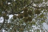 Durio zibethinus. Ветвь с плодами. Малайзия, штат Паханг, р-н Rompin, о-в Тиоман. 14.11.2012.