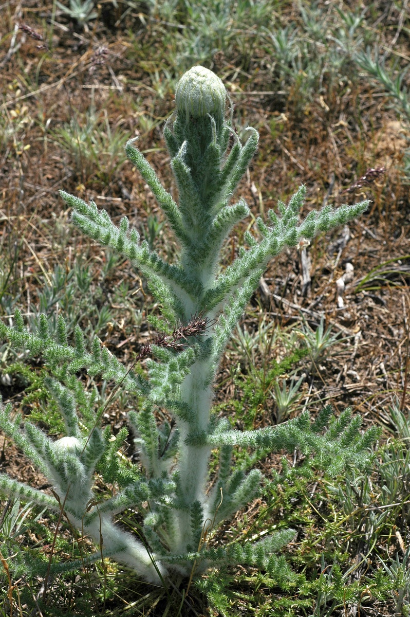 Image of Pseudohandelia umbellifera specimen.