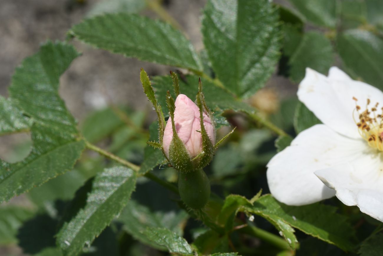 Image of genus Rosa specimen.