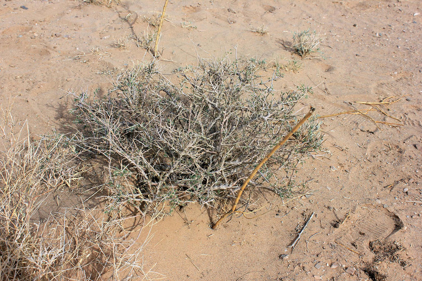 Изображение особи Salsola laricifolia.