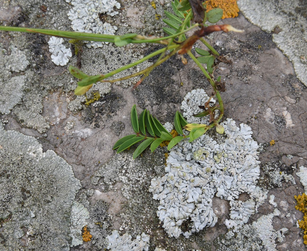 Image of genus Onobrychis specimen.