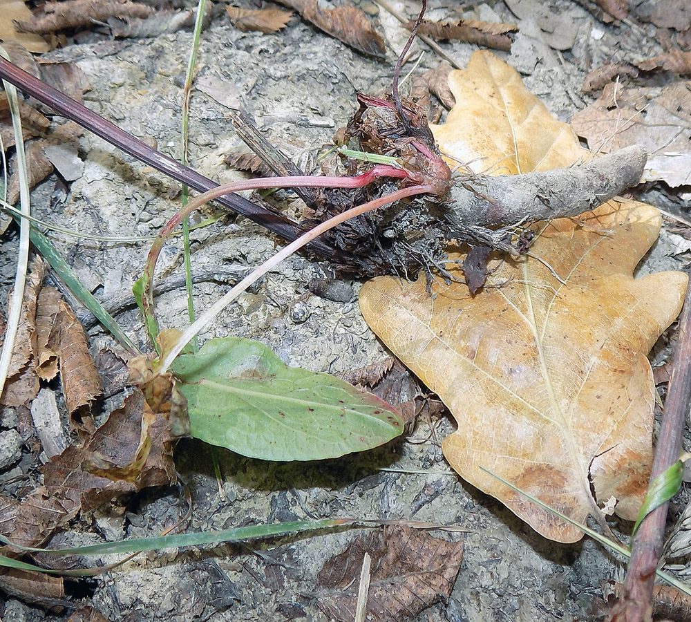 Изображение особи Rumex sanguineus.