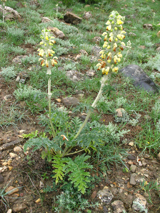 Image of Phlomoides laciniata specimen.