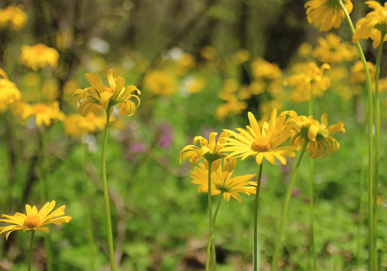 Изображение особи Doronicum orientale.