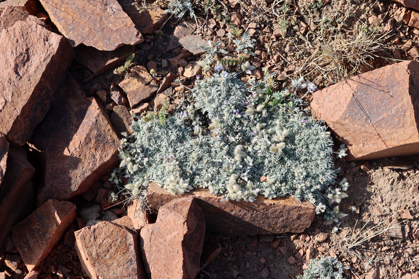 Image of Oxytropis leucocyanea specimen.