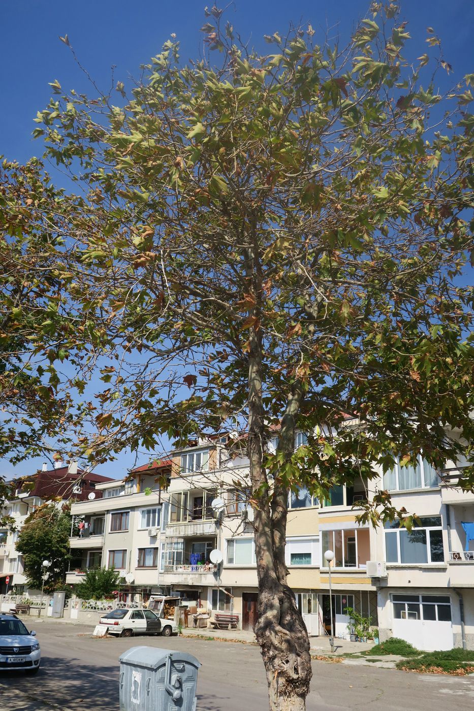 Image of Platanus orientalis specimen.