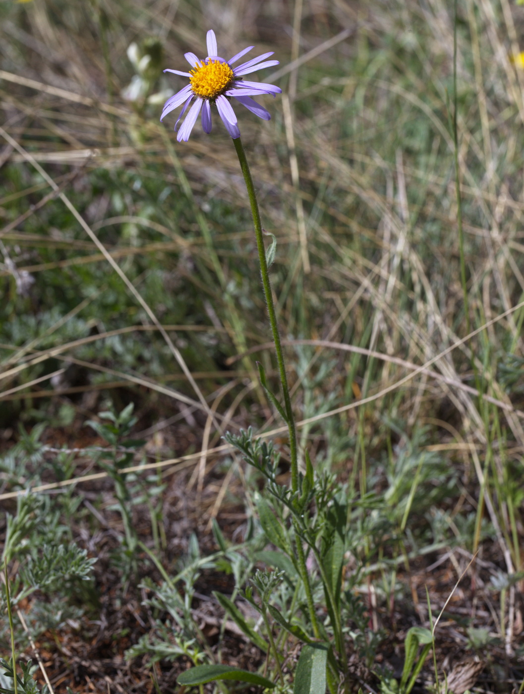 Image of Aster alpinus specimen.