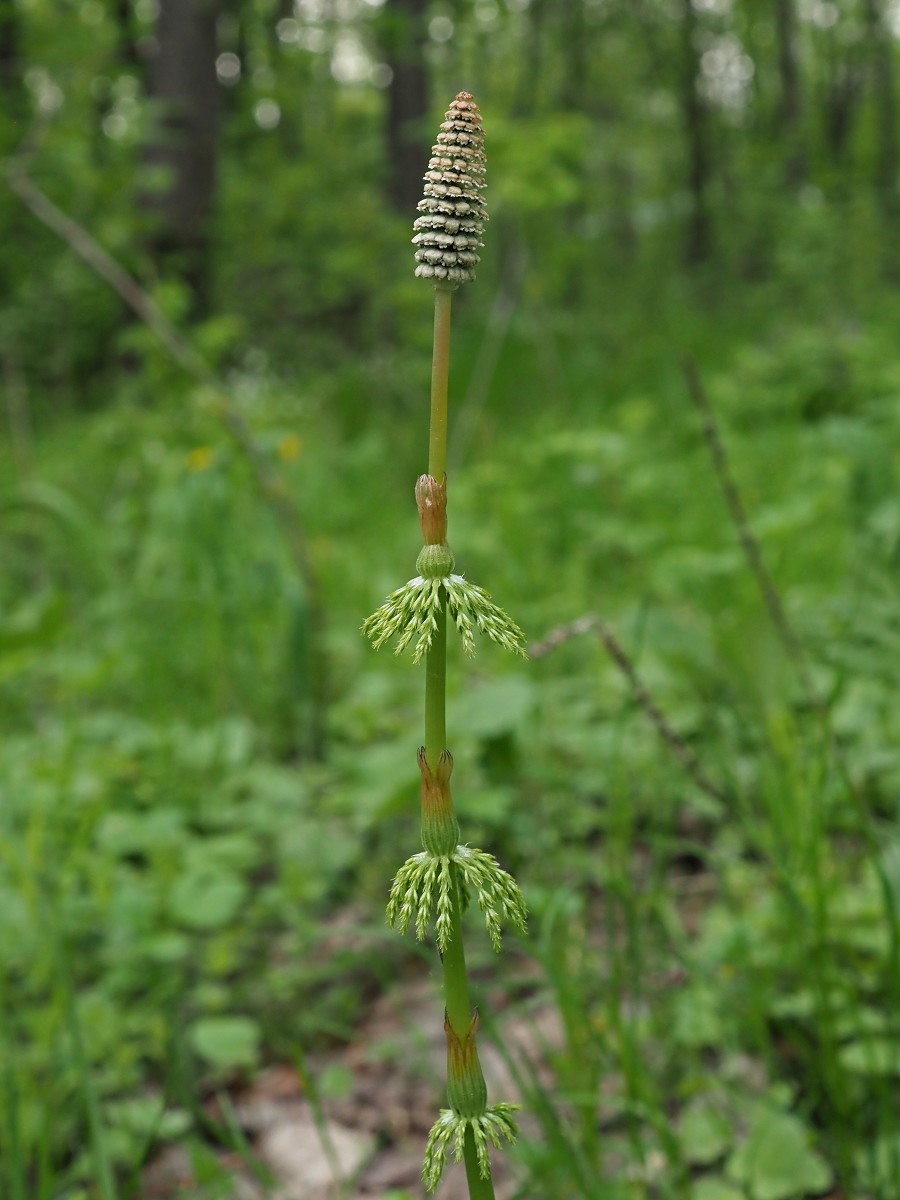 Image of Equisetum sylvaticum specimen.