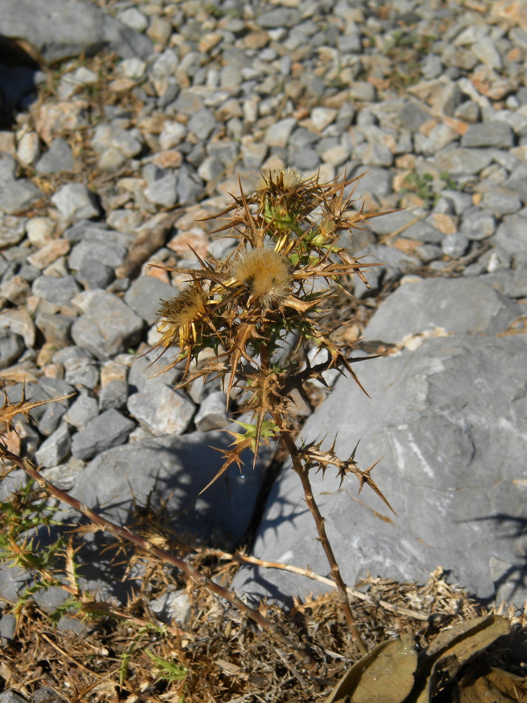 Изображение особи Carlina graeca.