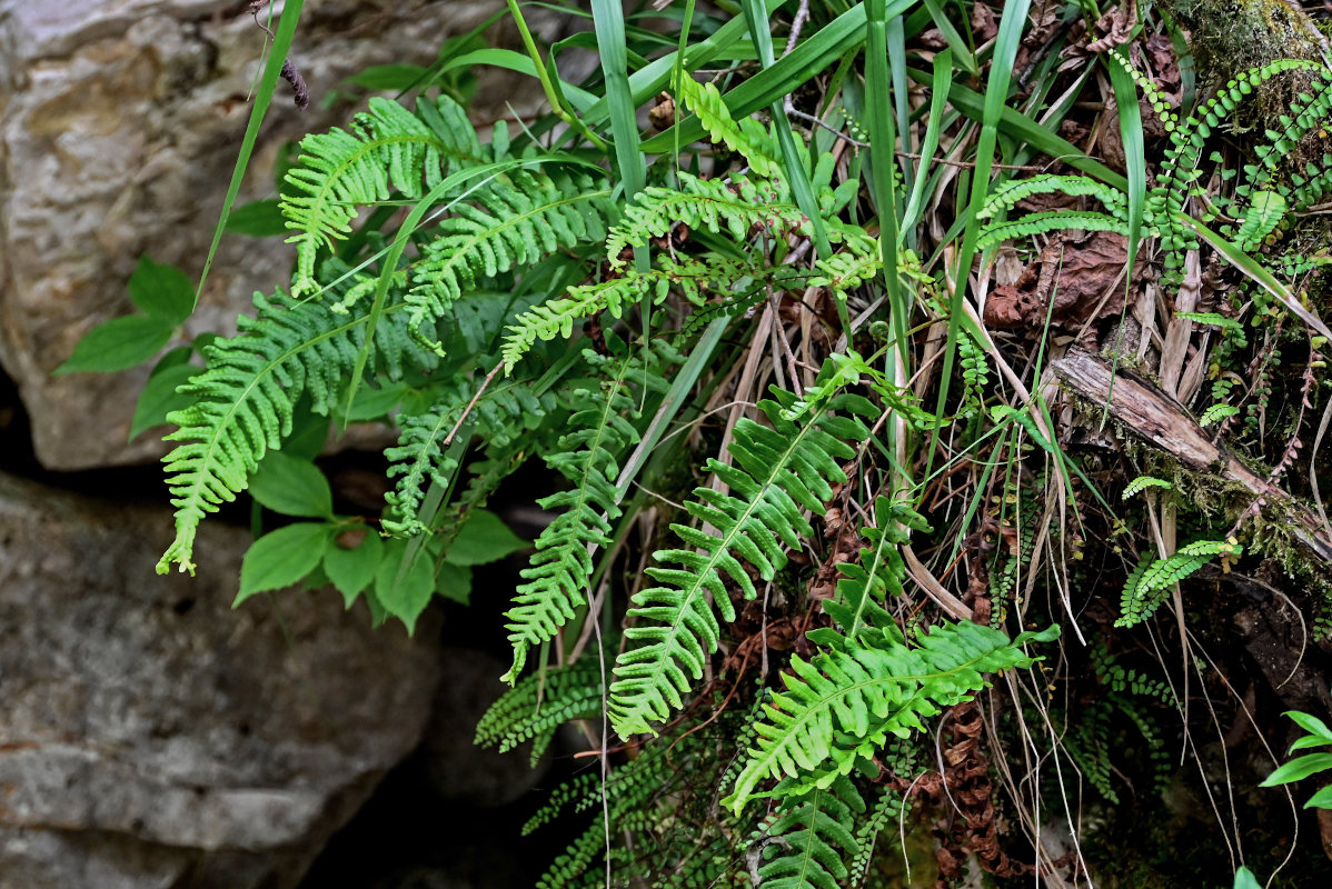 Image of Polypodium vulgare specimen.