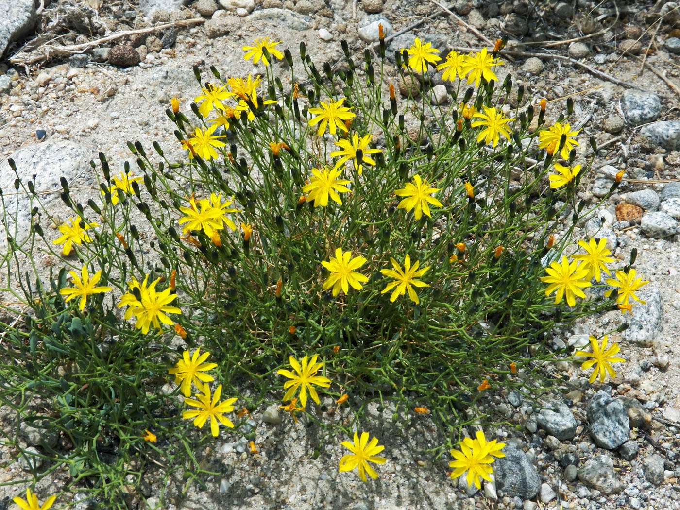 Изображение особи Youngia tenuifolia.