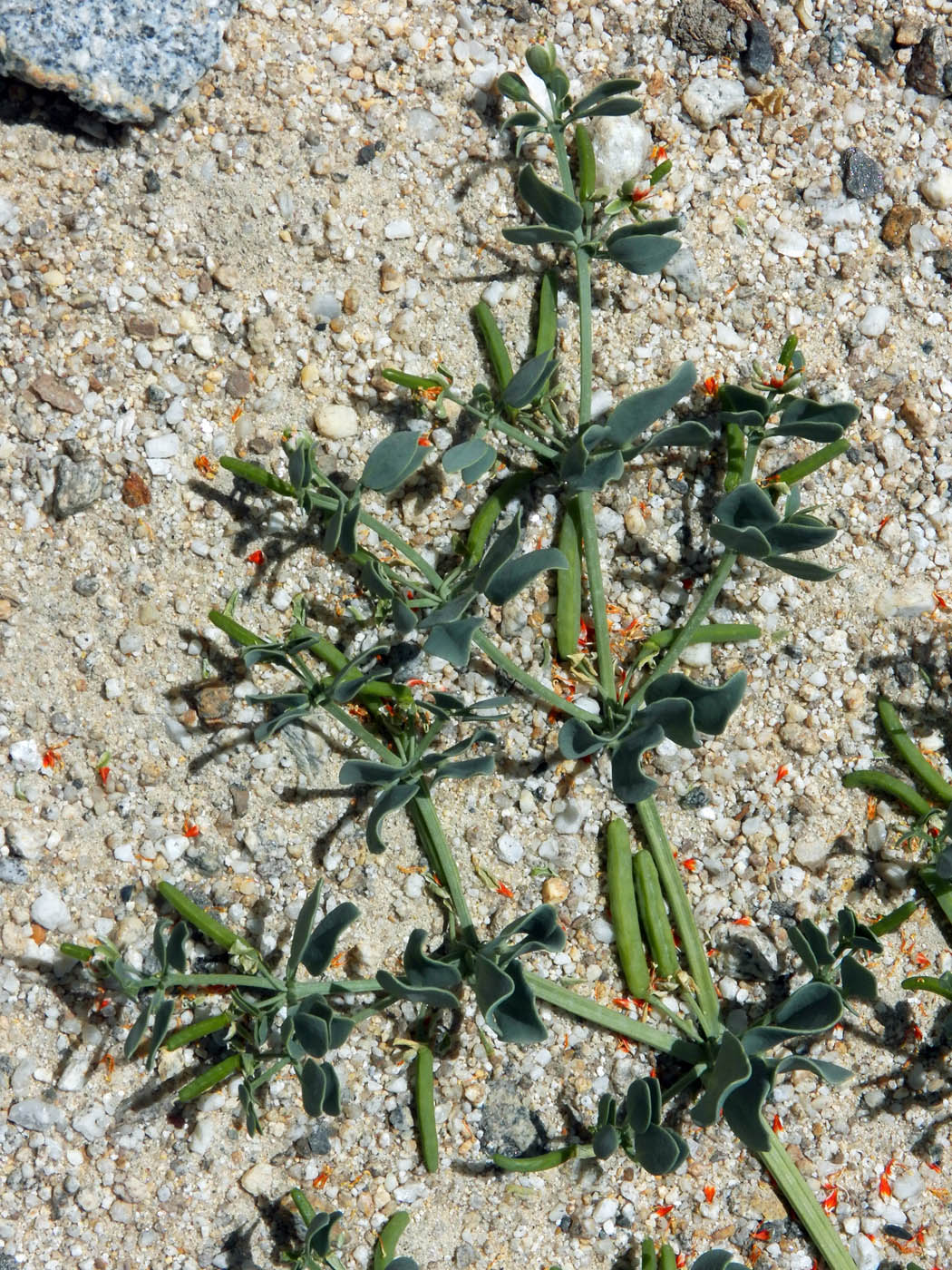 Изображение особи Zygophyllum obliquum.