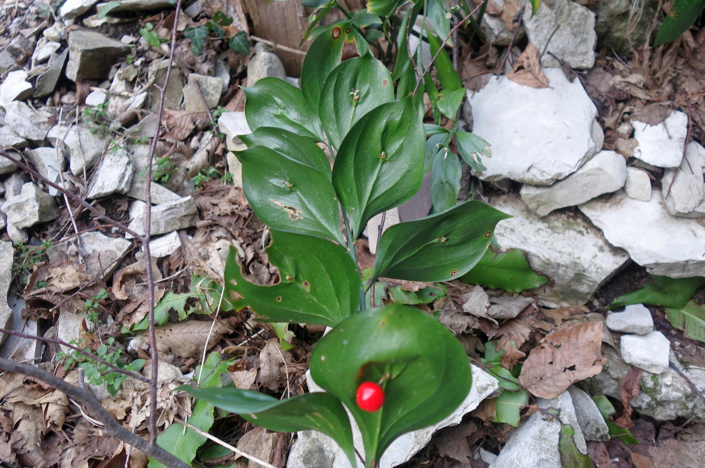 Изображение особи Ruscus colchicus.