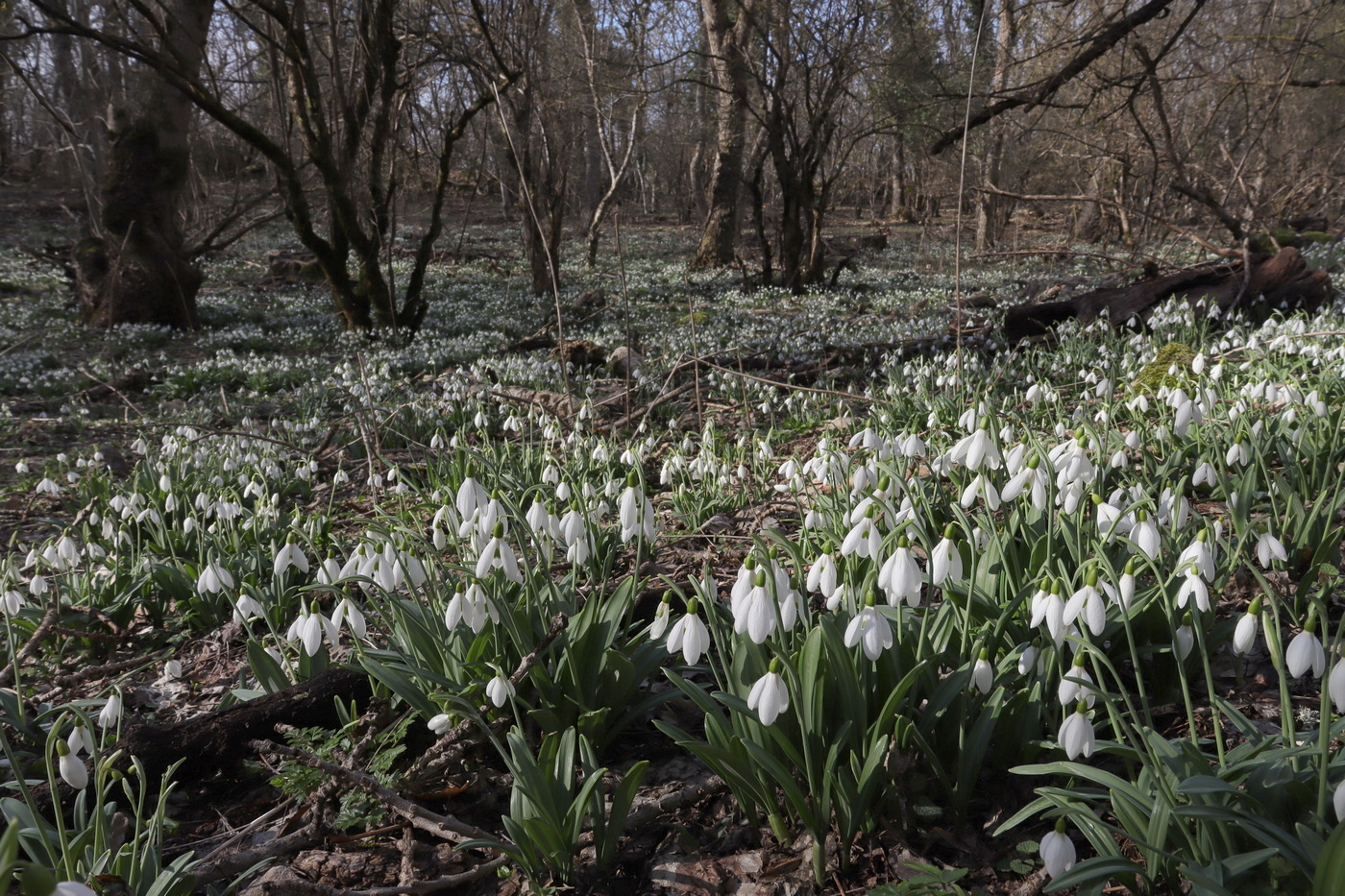 Image of Galanthus plicatus specimen.