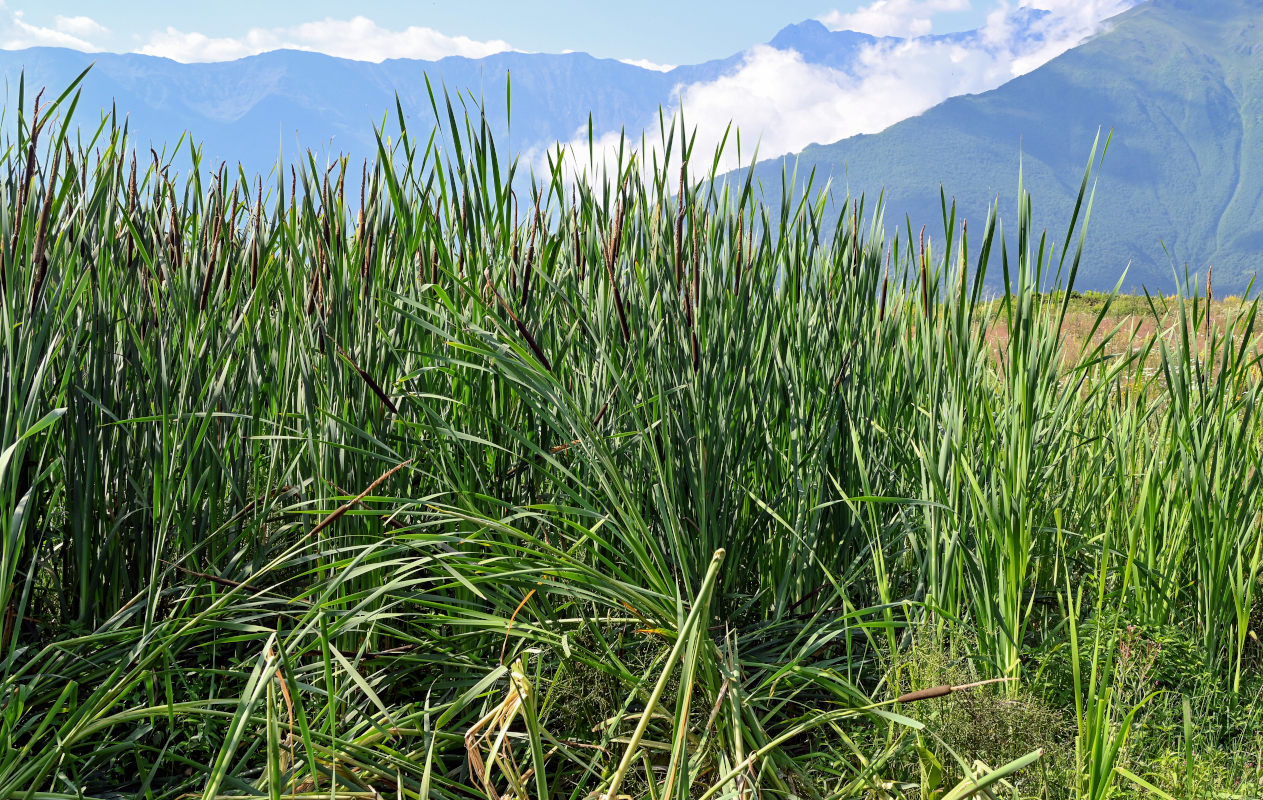 Image of genus Typha specimen.