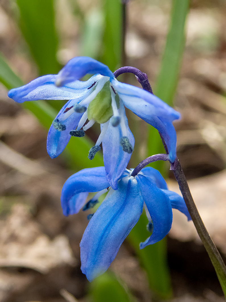 Изображение особи Scilla siberica.