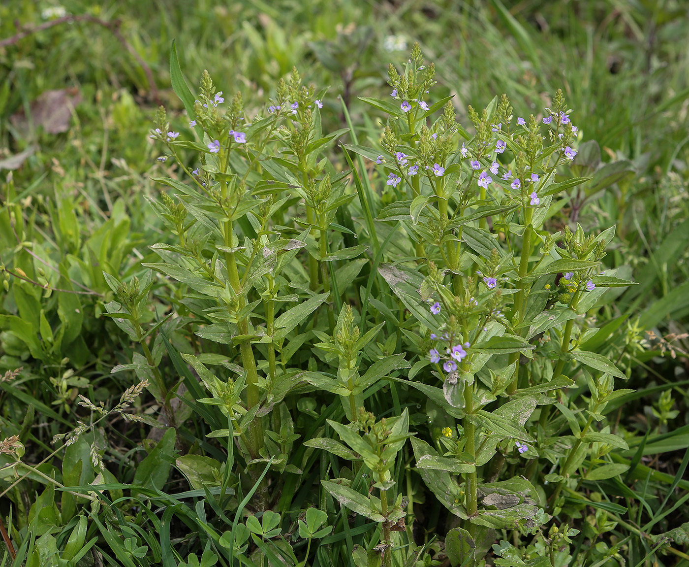 Image of Veronica anagallis-aquatica specimen.