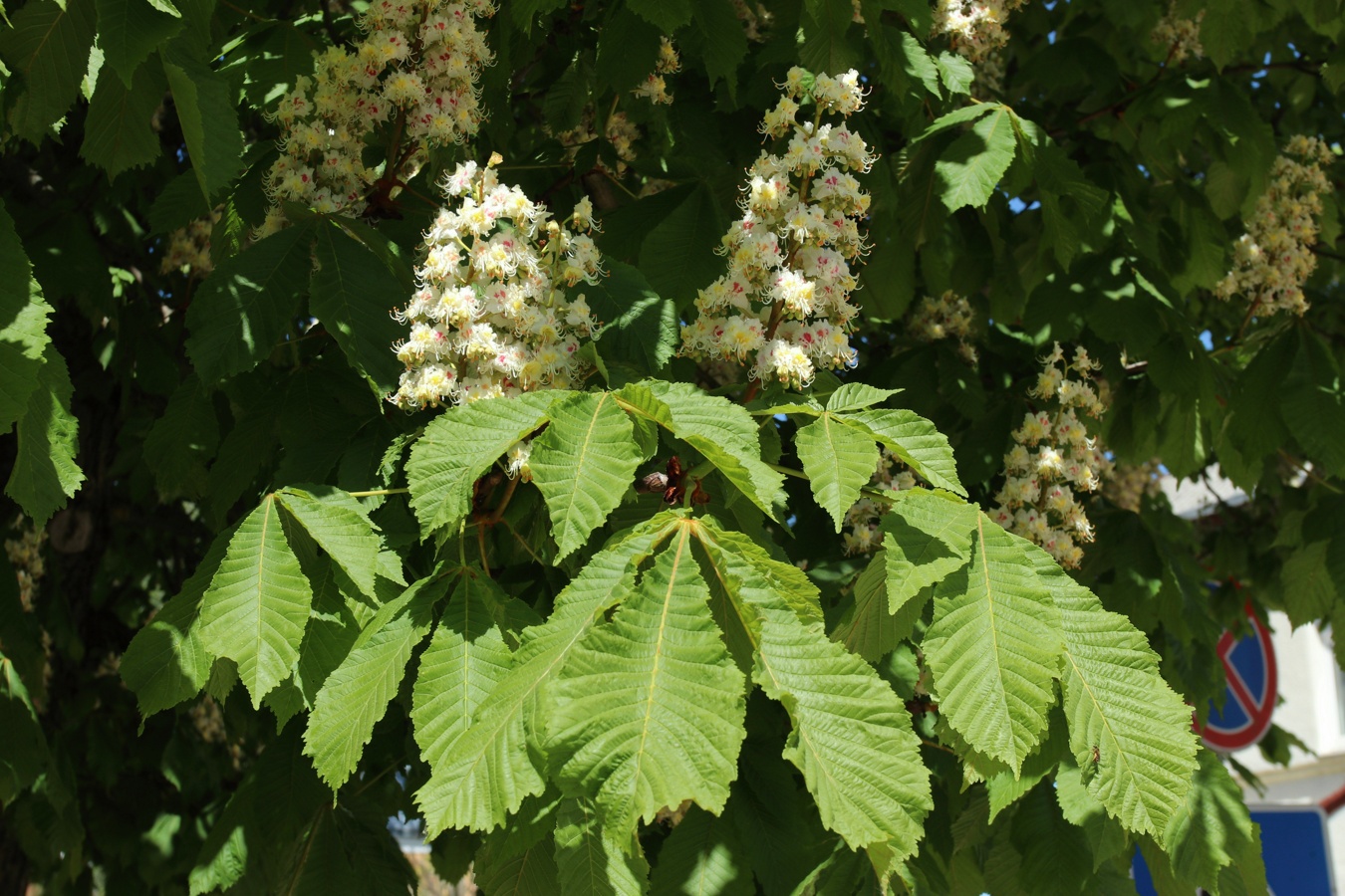 Image of Aesculus hippocastanum specimen.