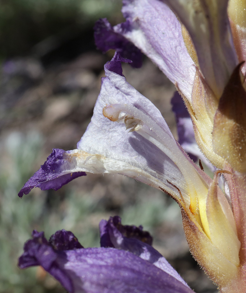 Изображение особи Orobanche amoena.