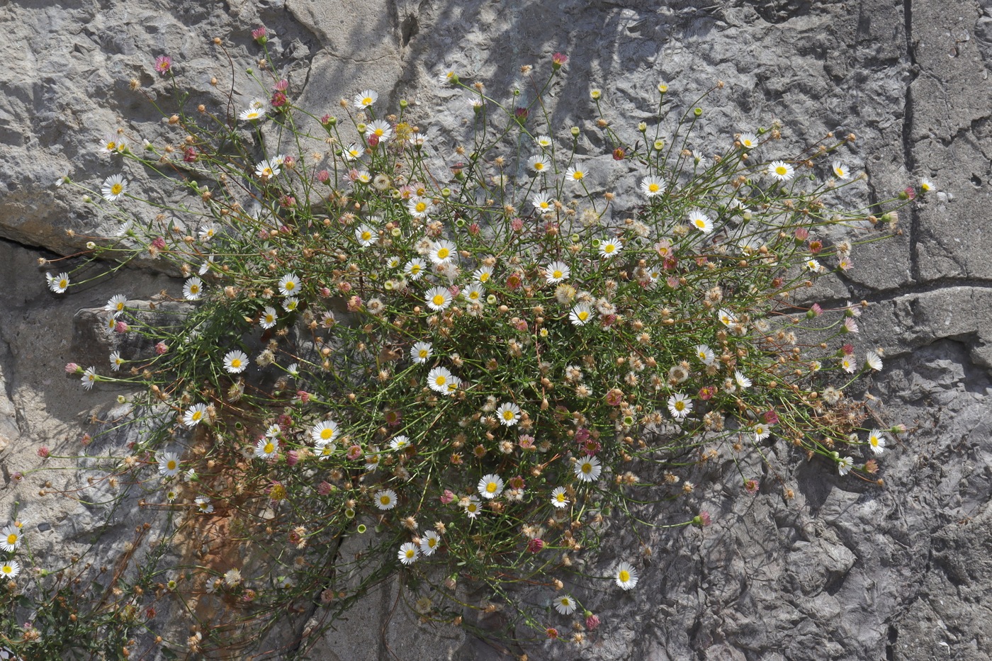 Изображение особи Erigeron karvinskianus.