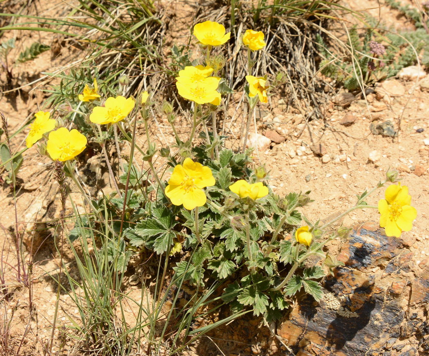 Изображение особи род Potentilla.