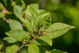 Padus avium. Ветвь с листьями, поражёнными галловым клещом Phyllocoptes eupadi. Карачаево-Черкесия, Карачаевский р-н, ущ. р. Бадук, берег реки. 23.06.2024.