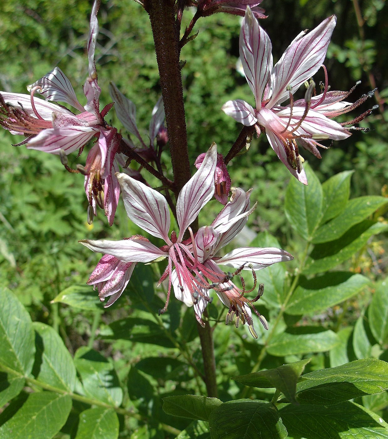 Изображение особи Dictamnus angustifolius.