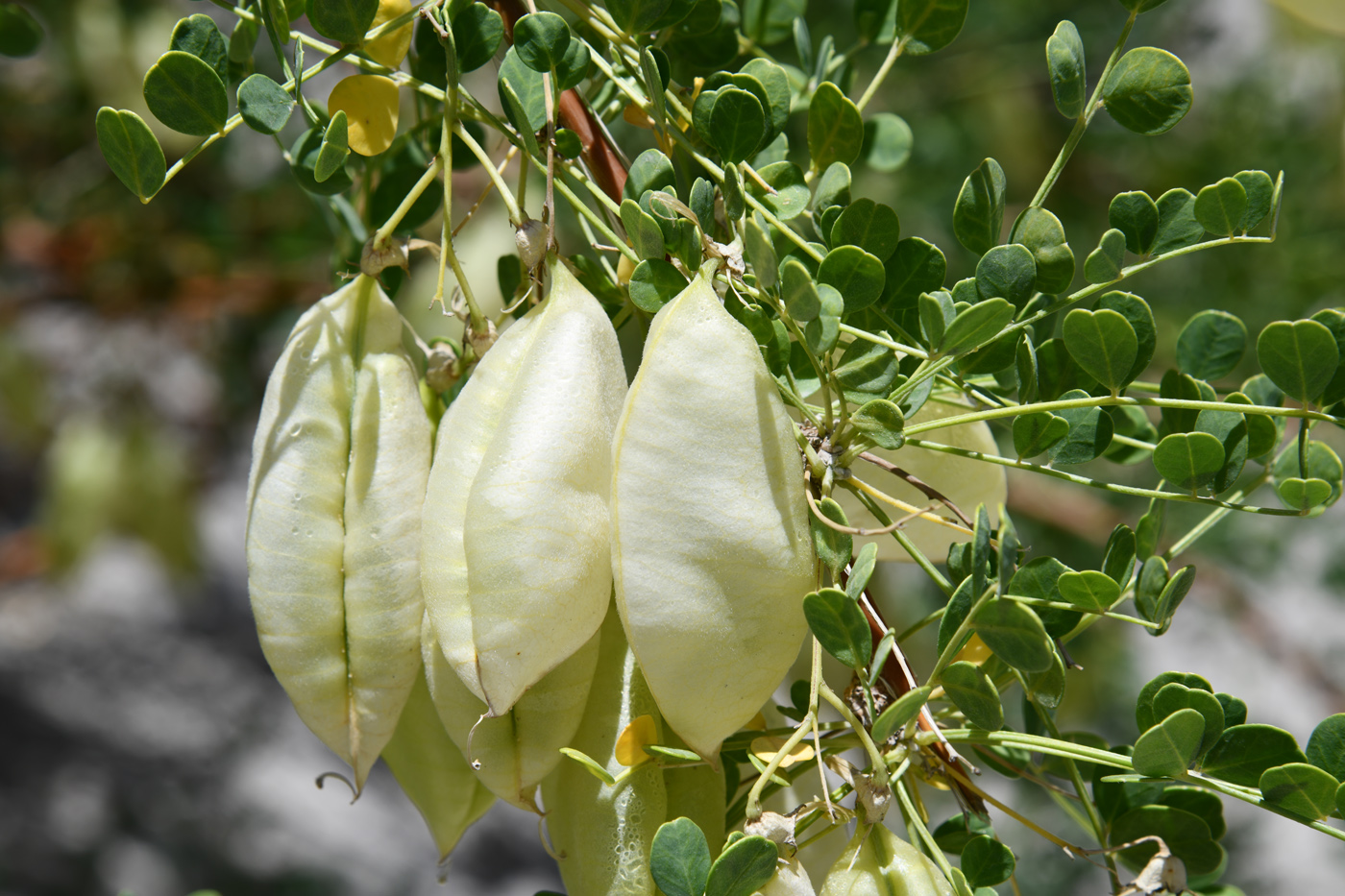 Image of Colutea paulsenii specimen.