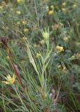 Tragopogon subspecies major