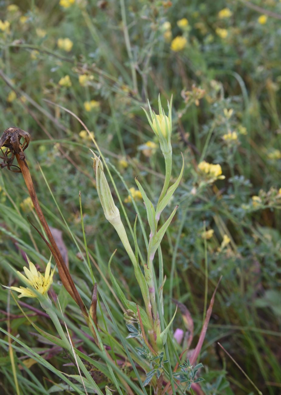 Изображение особи род Tragopogon.