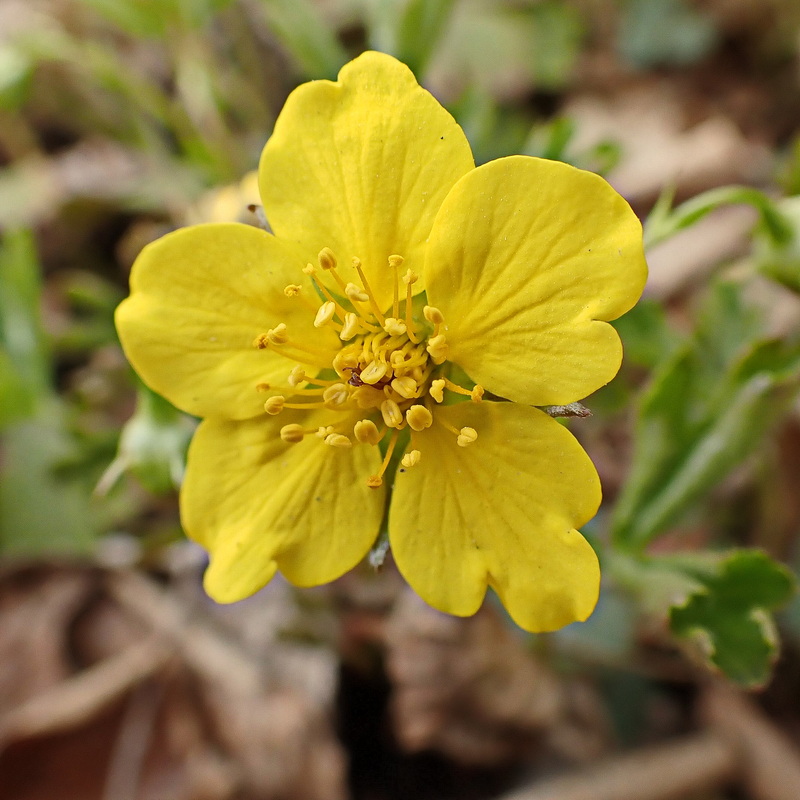 Image of Waldsteinia ternata ssp. maximowicziana specimen.