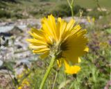 genus Hieracium. Верхушка побега с соцветием. Кабардино-Балкария, Черекский р-н, долина р. Псыгансу, ≈ 2000 м н.у.м., морена. 30.07.2024.