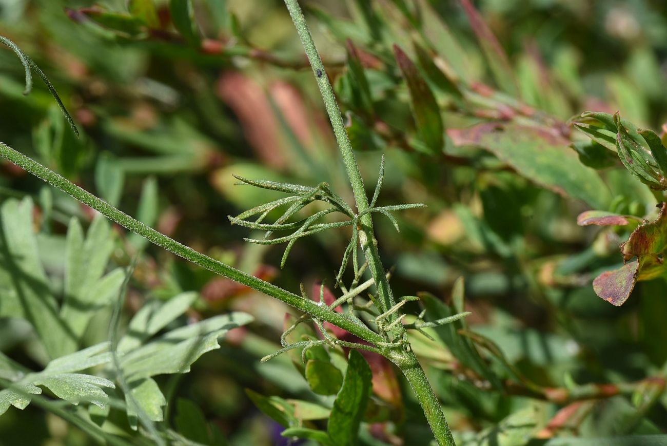 Image of Delphinium ajacis specimen.