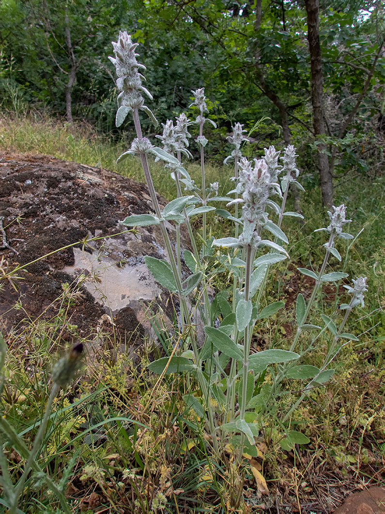 Image of Stachys velata specimen.