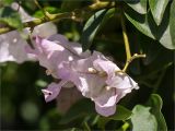 genus Bougainvillea