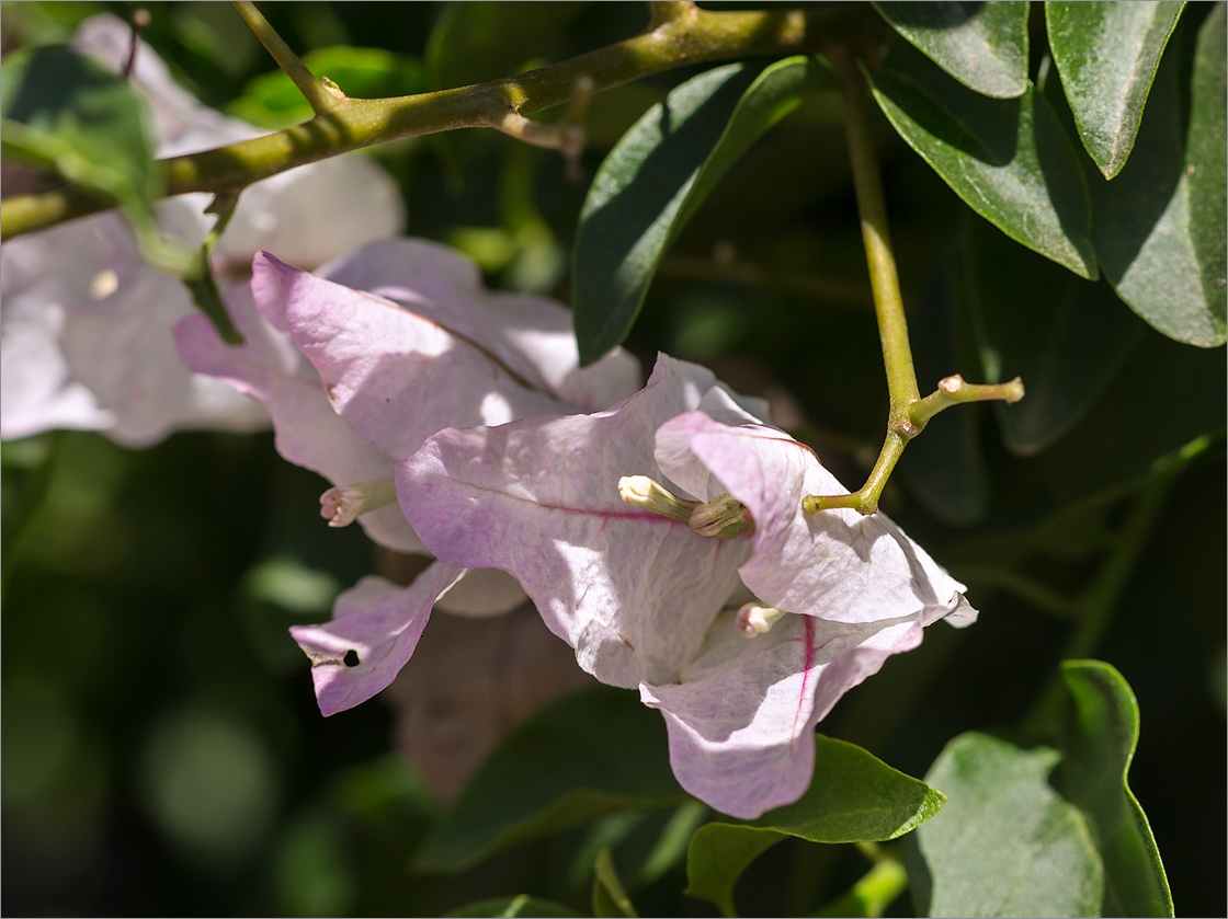 Изображение особи род Bougainvillea.