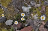 Pyrethrum dolomiticum. Цветущие растения. Кабардино-Балкария, Эльбрусский р-н, средняя часть дол. Терскол, выс. 2500 м н.у.м. 16 июня 2018 г.