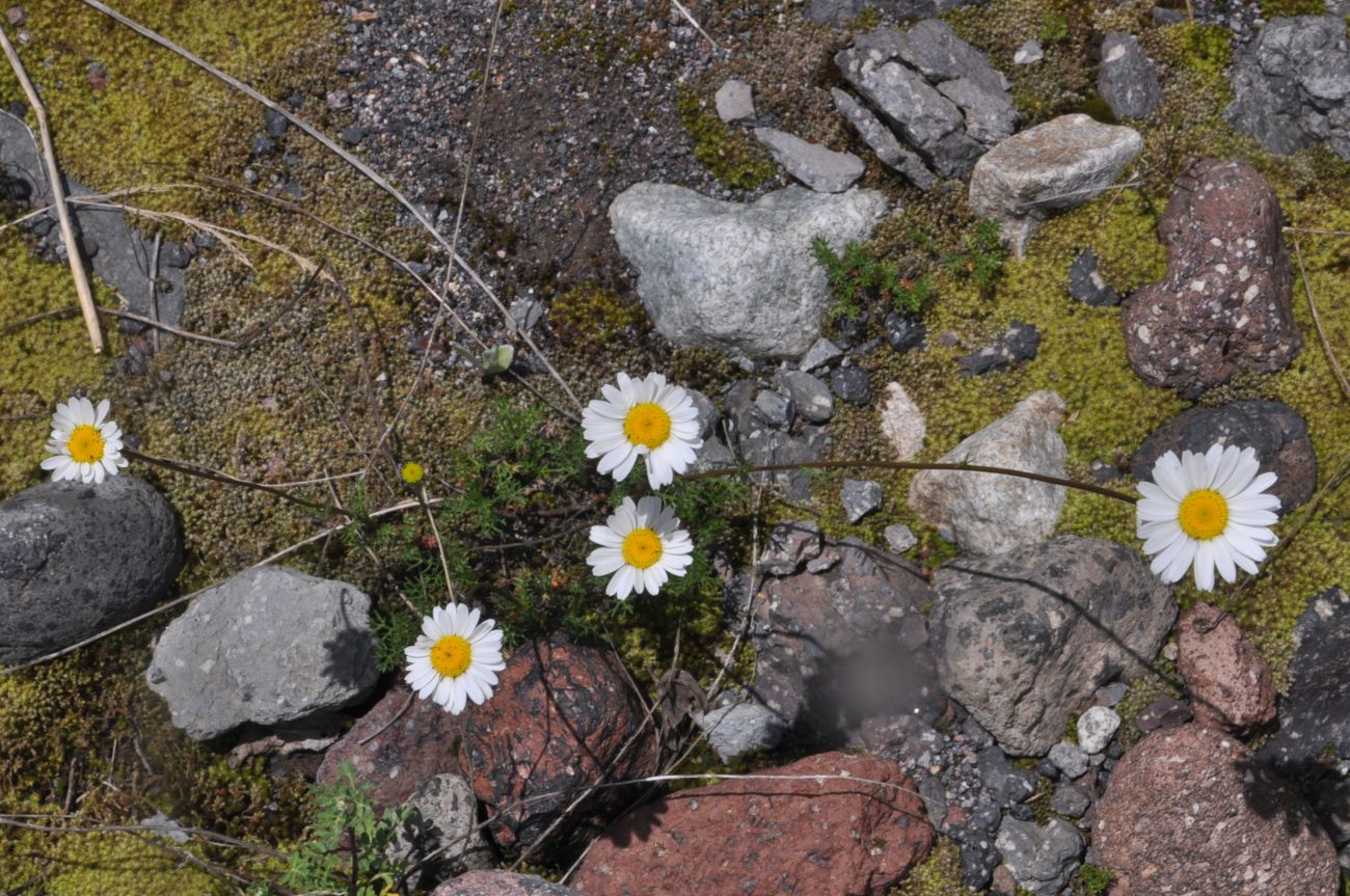 Image of Pyrethrum dolomiticum specimen.