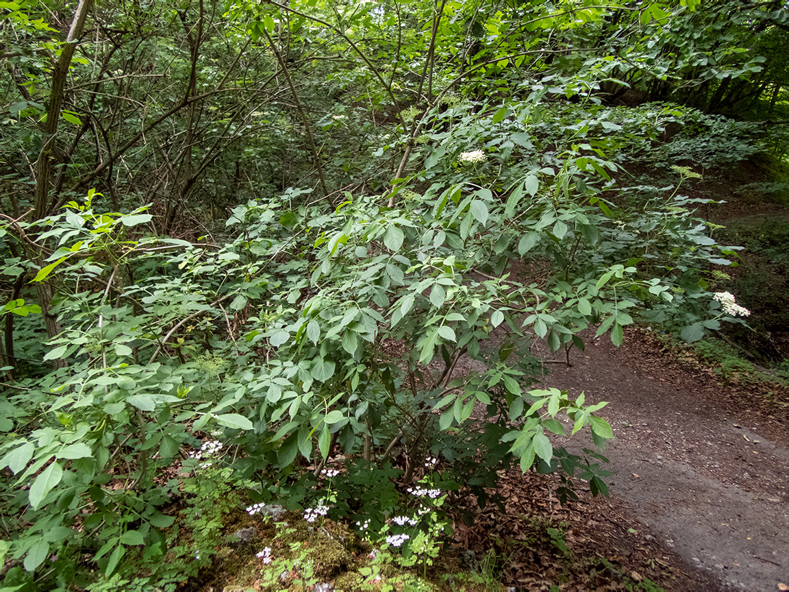 Image of Sambucus nigra specimen.