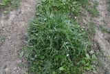 genus Cirsium. Растение с развивающимися соцветиями Чечня, Шаройский р-н, с. Хакмадой, выс. 1580 м н.у.м., обочина тропы по лугу. 30 июня 2024 г.