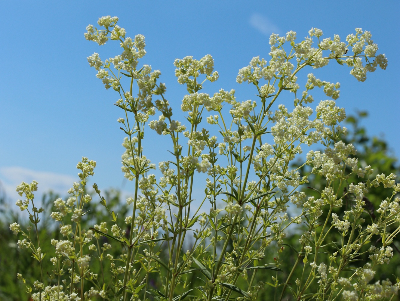 Image of Galium boreale specimen.