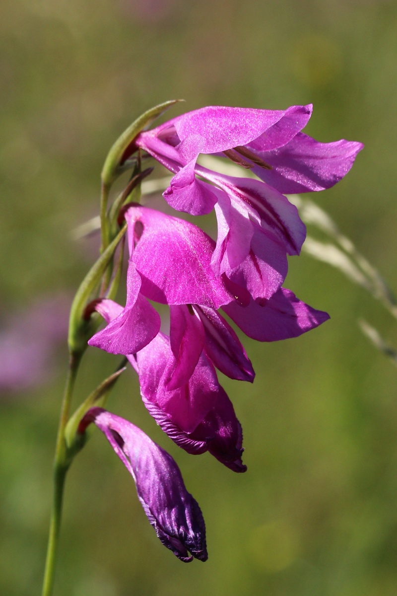 Image of Gladiolus imbricatus specimen.