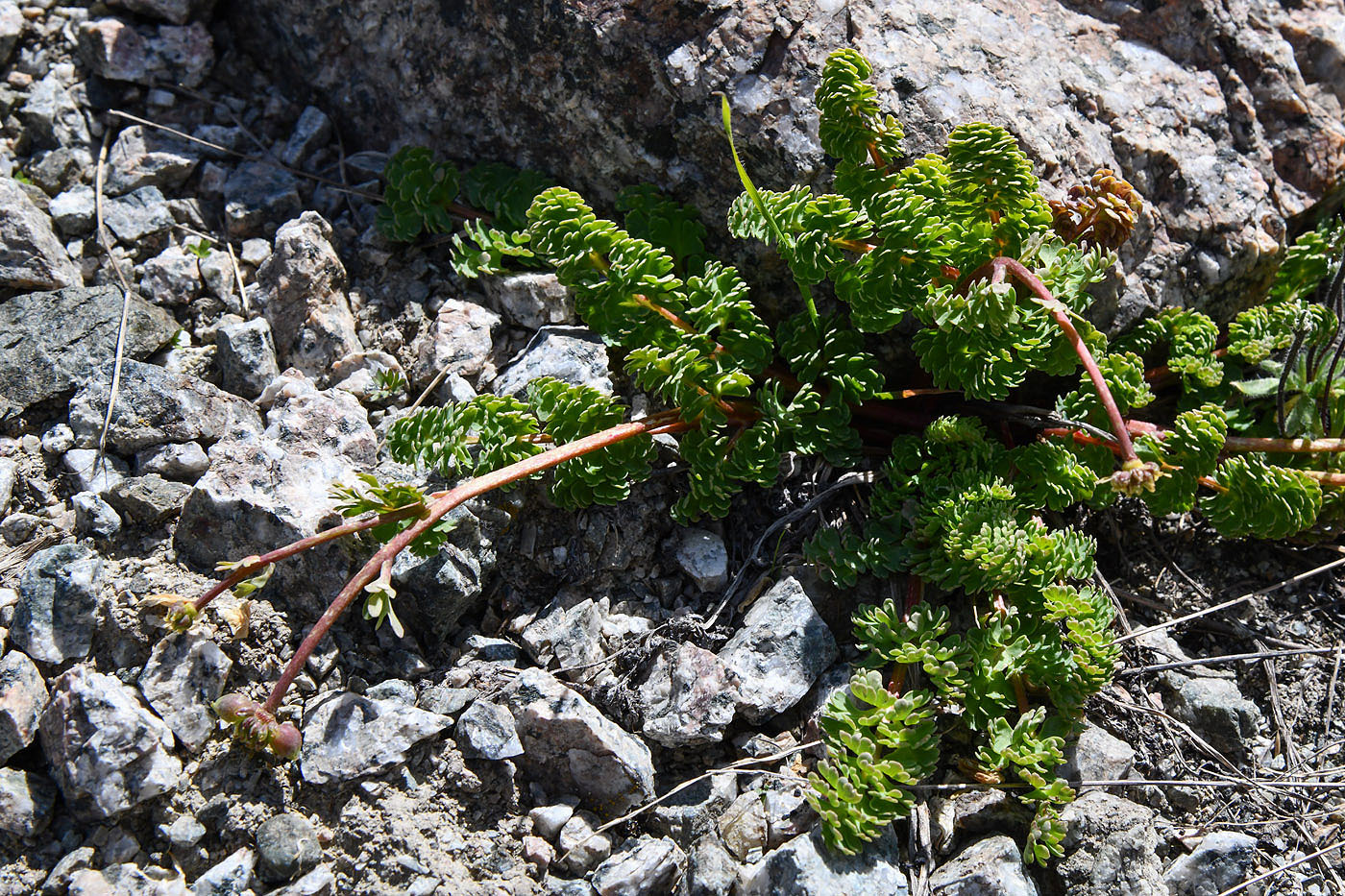 Image of Callianthemum alatavicum specimen.