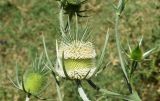 Dipsacus laciniatus. Соцветие и части побегов. Узбекистан, г. Ташкент, пос. Улугбек, санитарно-защитная зона. 05.07.2015.