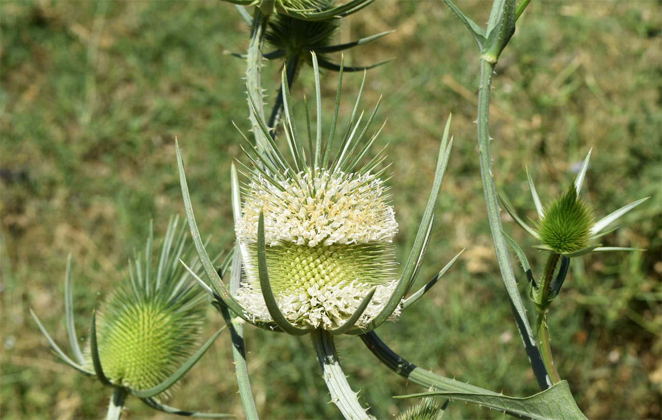 Image of Dipsacus laciniatus specimen.