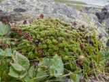 genus Saxifraga. Плодоносящие растения. Кабардино-Балкария, Черекский р-н, у места впадения Туялы Западной в Псыгансу, ≈ 2400 м н.у.м., моренные отложения. 30.07.2024.