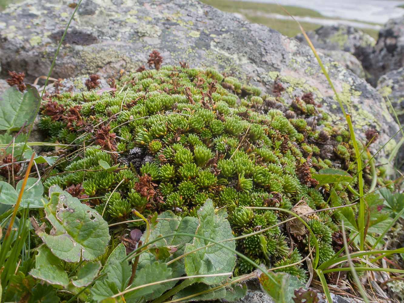 Image of genus Saxifraga specimen.