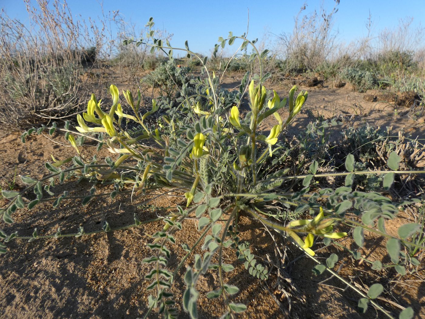 Image of Astragalus longipetalus specimen.