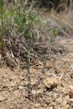 View full-size image Melilotoides brachycarpa